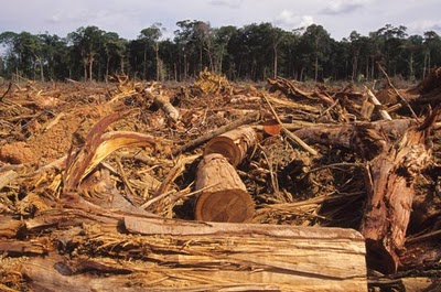Resultado de imagen de a deforestación